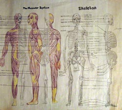 Anatomy 1986